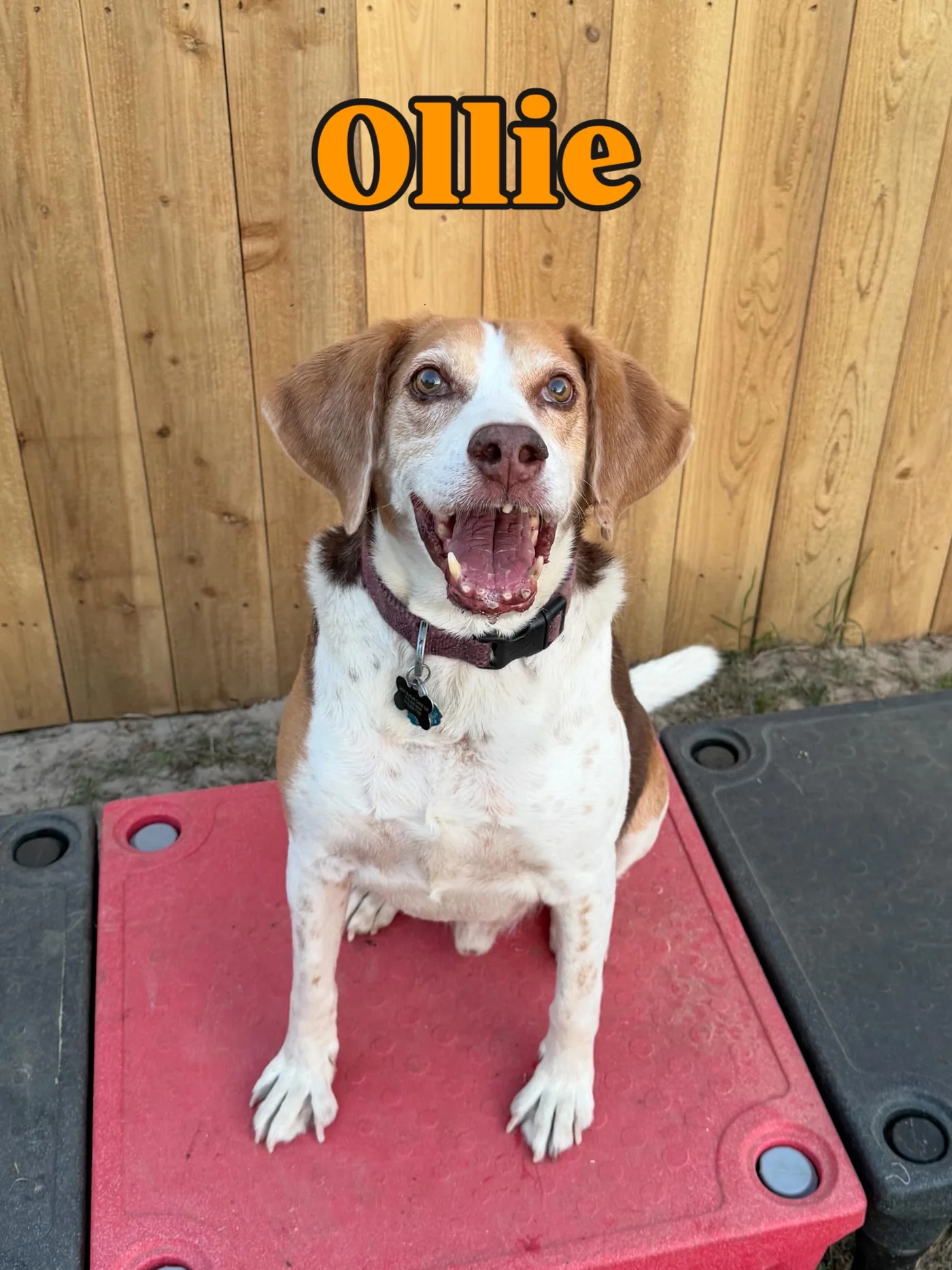 Ollie, a reddish brown and white dog seated outdoors.