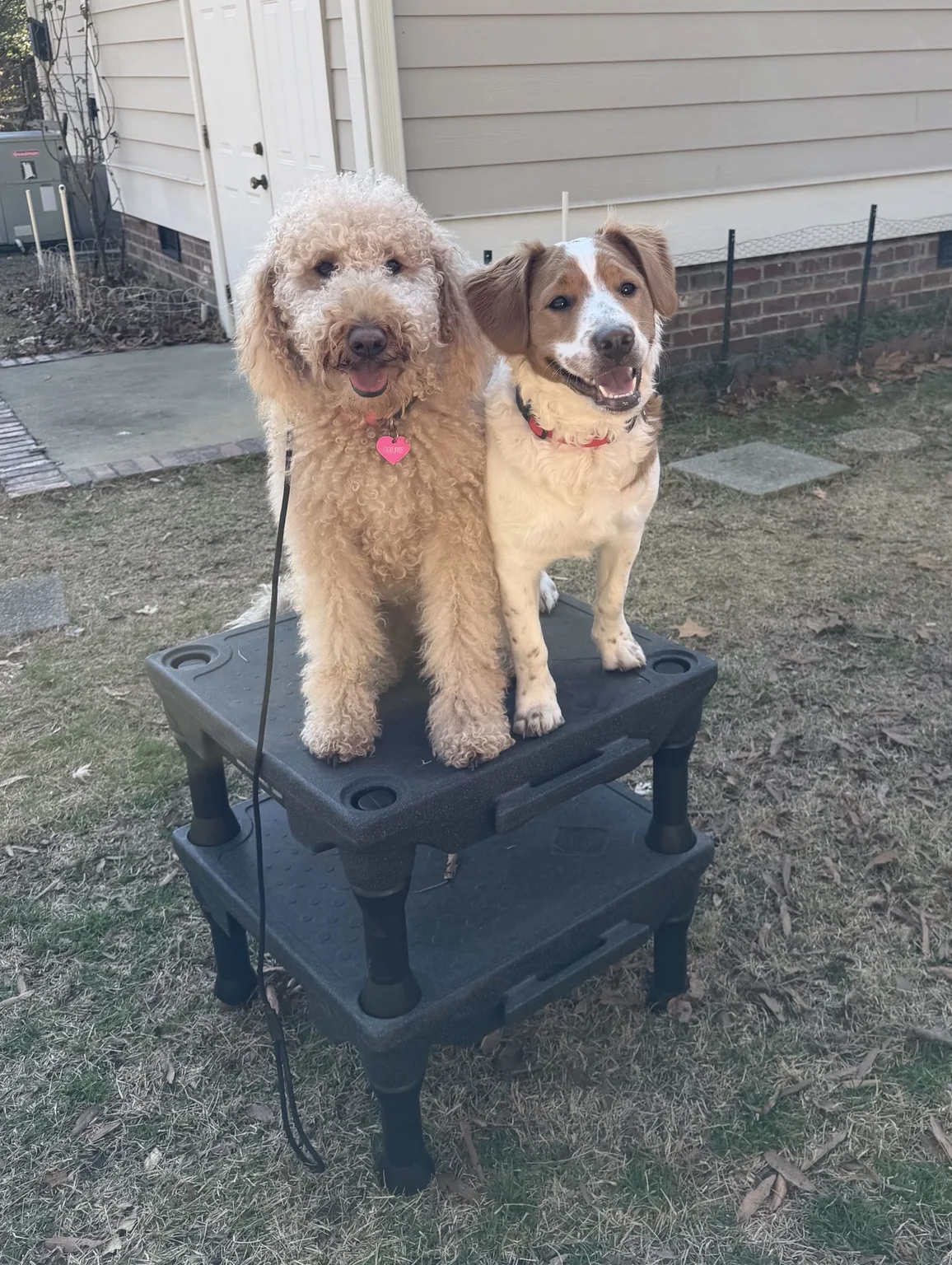 Goldie and Sammy sitting together on a training platform.