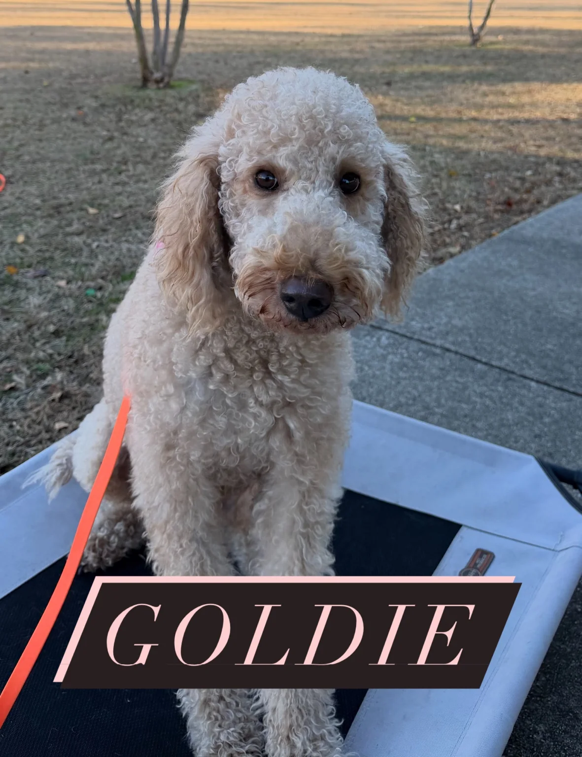 Goldie, a cream-colored curly-coated dog on a training platform outdoors.
