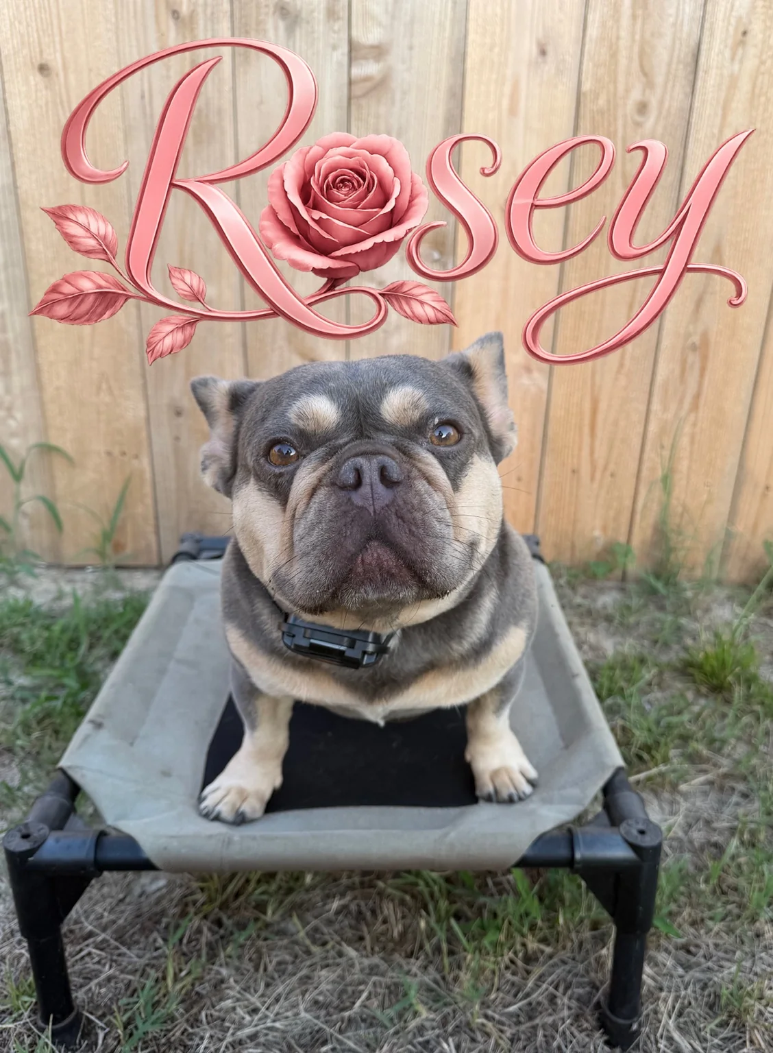 Rosey, a gray and tan dog sitting on an elevated bed.