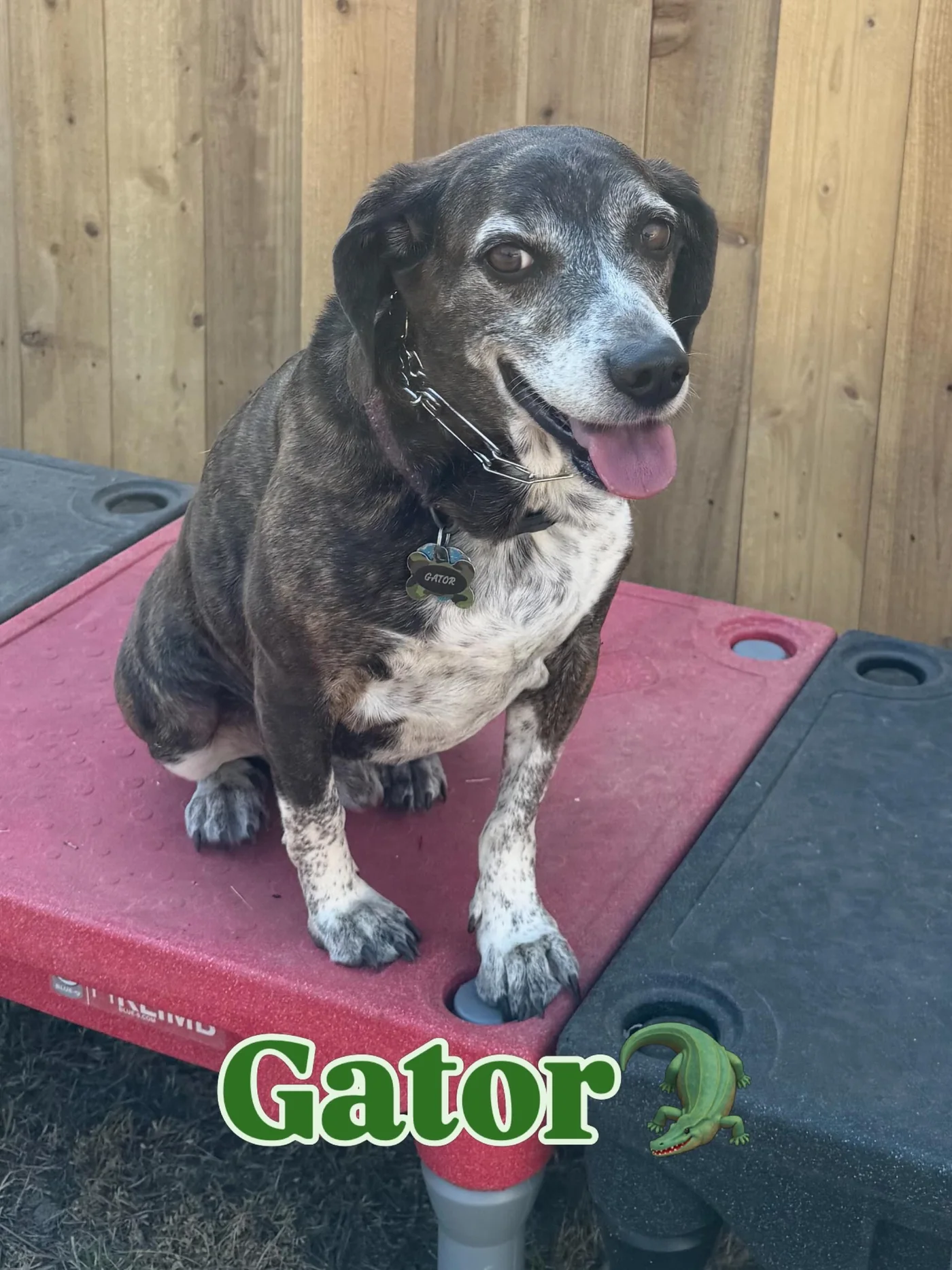 Gator, a dark speckled dog on a red training platform.