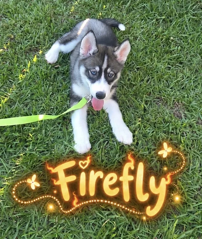 Firefly, a husky puppy on grass, with glowing Firefly lettering and decorative fireflies.