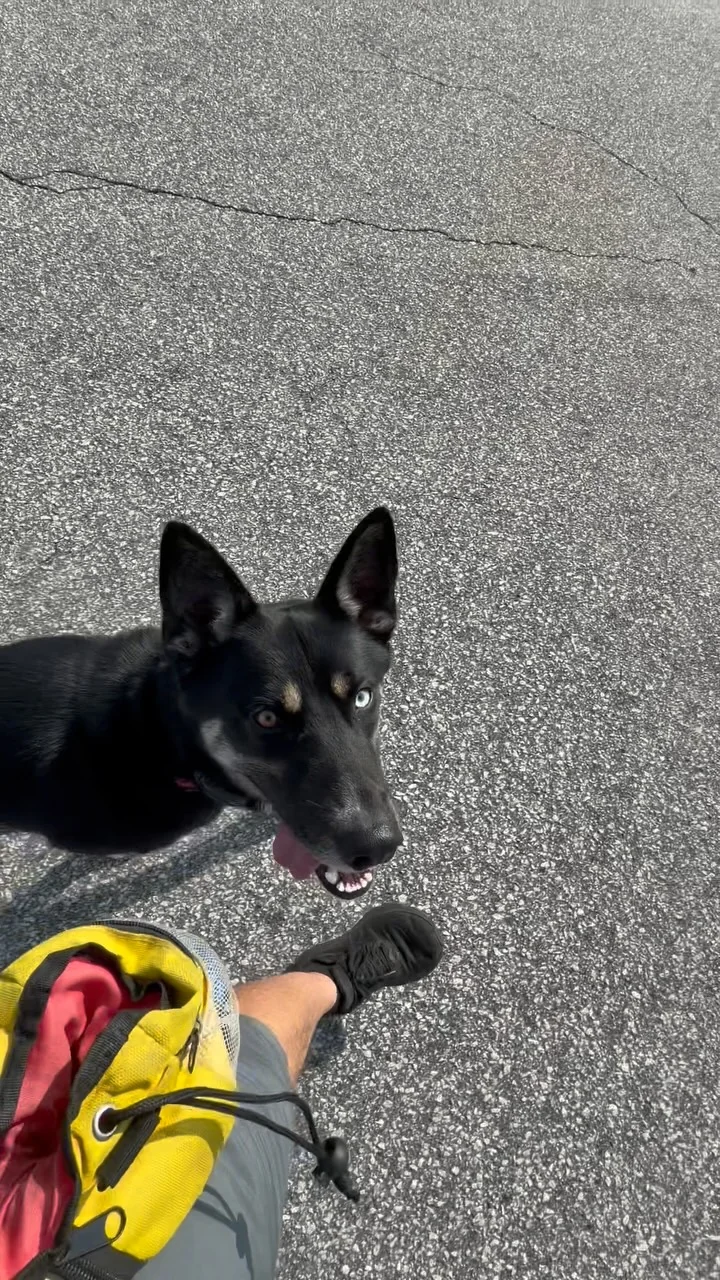 Preview of Zeus practicing off-leash heel