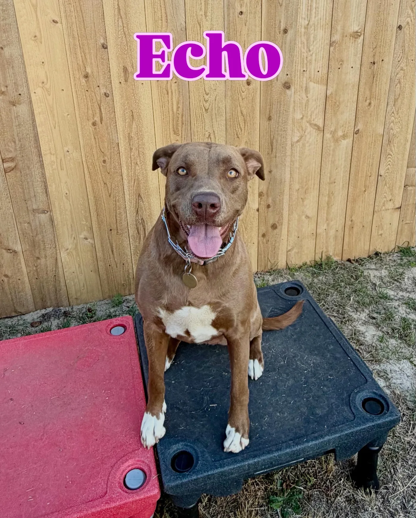 Echo, a brown dog seated on a training platform.