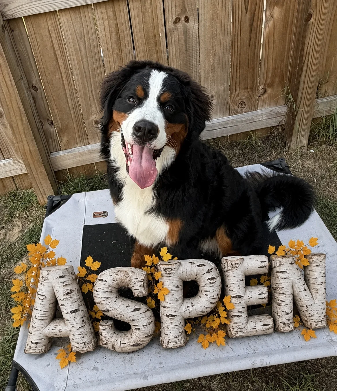 Aspen, a member of the Maximus K9 training pack.