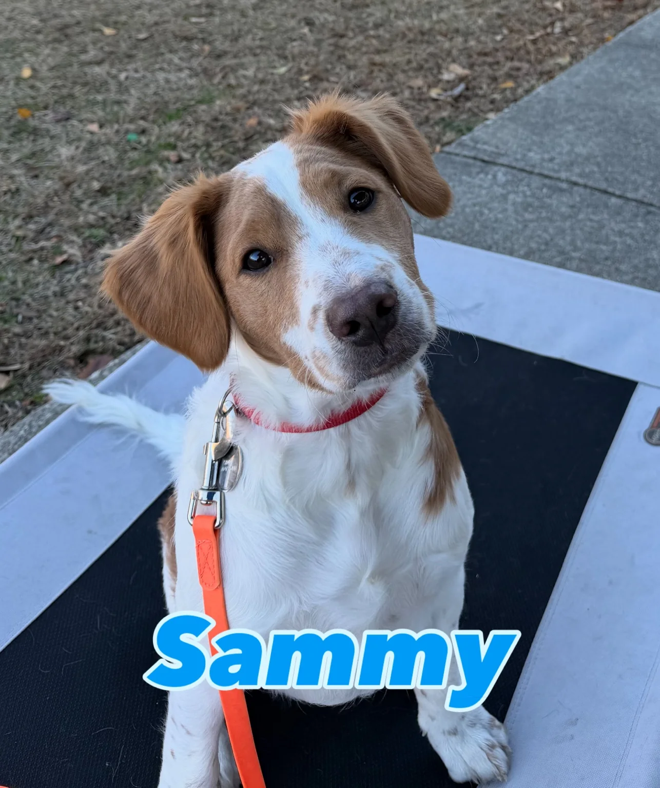 Sammy, a white and tan dog on an elevated training platform.