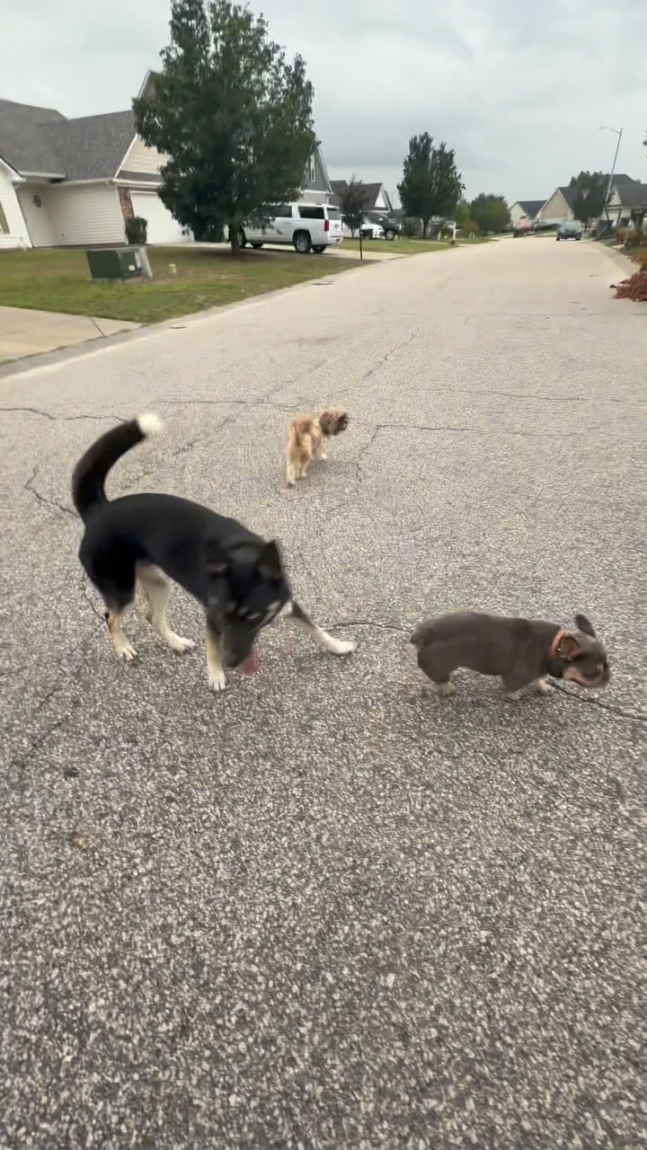 Preview of recall training from a down-stay with Max, Rosey and Zeus