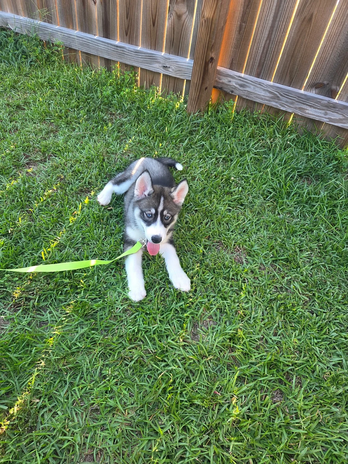 Firefly, a black and white husky puppy lying on grass with a green leash during puppy training.