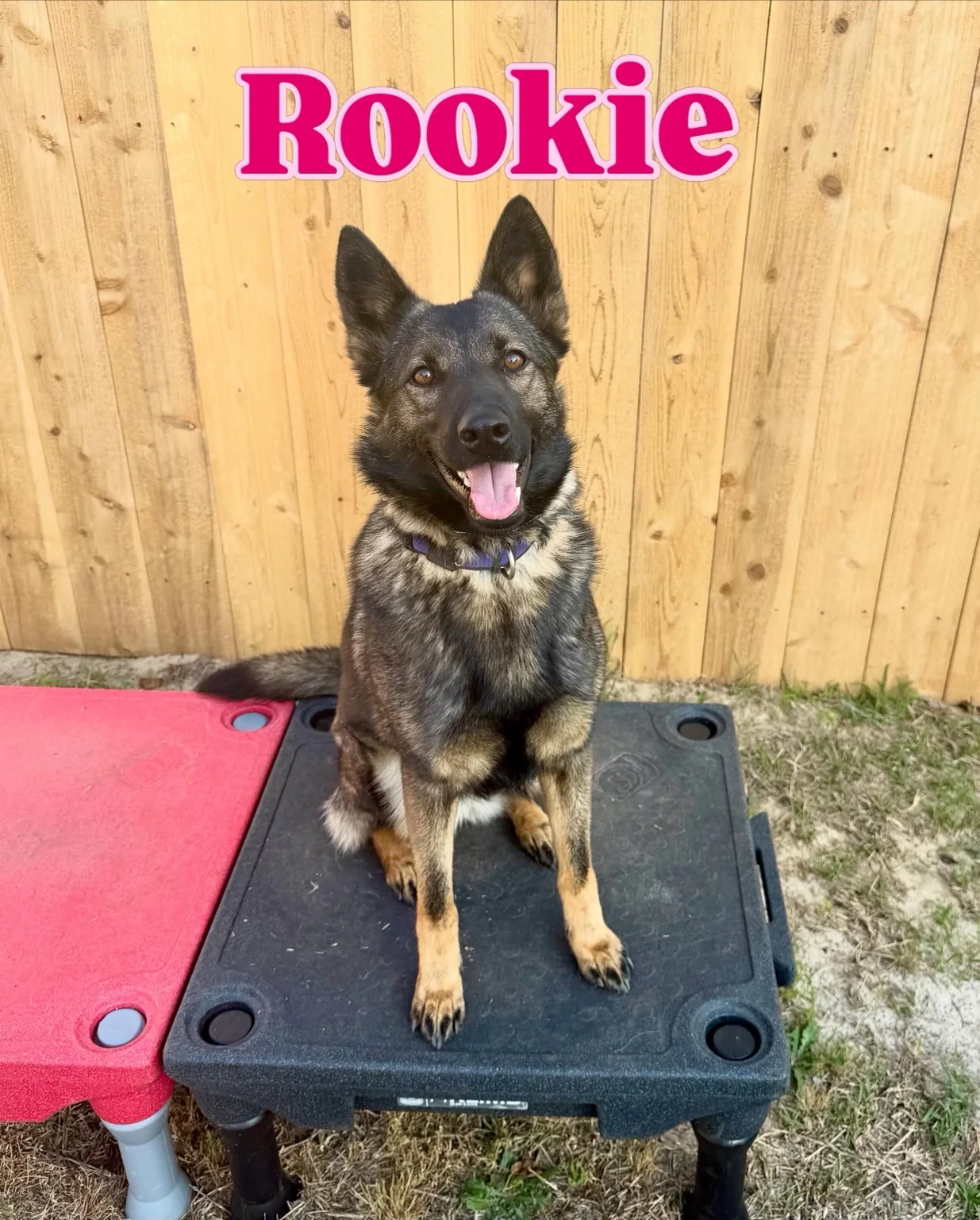 Rookie, a dark shepherd-type dog sitting on a training platform.