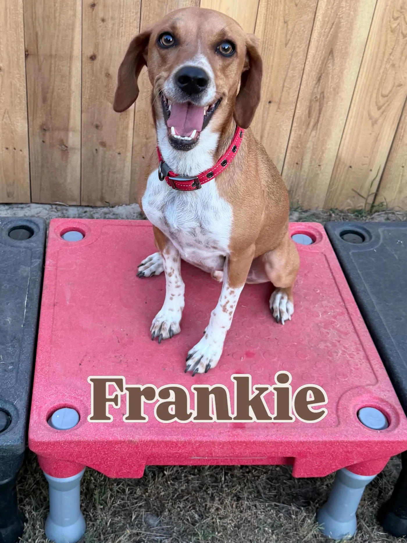 Frankie, a tan and white dog on a red training platform.